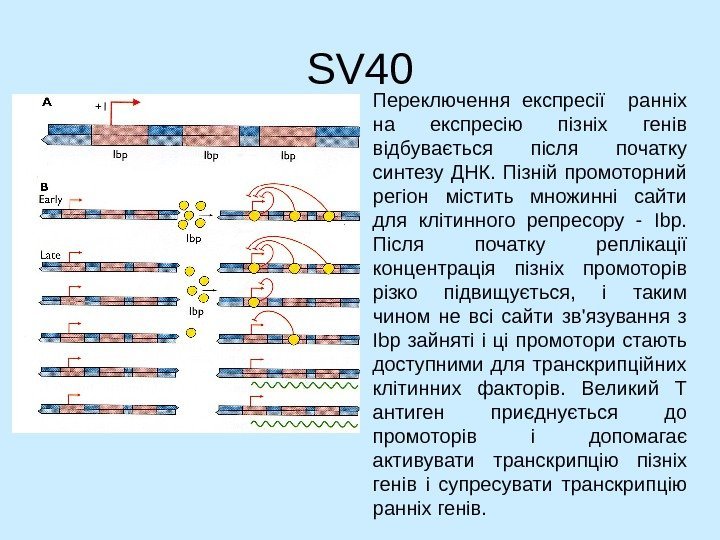   SV 40 Переключення експресії  ранніх на експресію пізніх генів відбувається після
