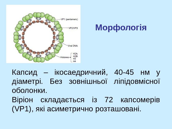   Морфологія  Капсид – ікосаедричний,  40 -45  нм у діаметрі.
