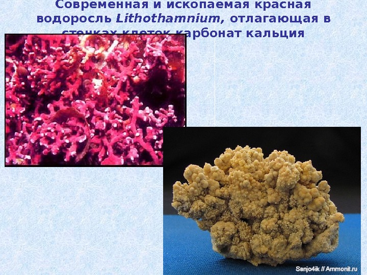 Современная и ископаемая красная водоросль Lithothamnium,  отлагающая в стенках клеток карбонат кальция 
