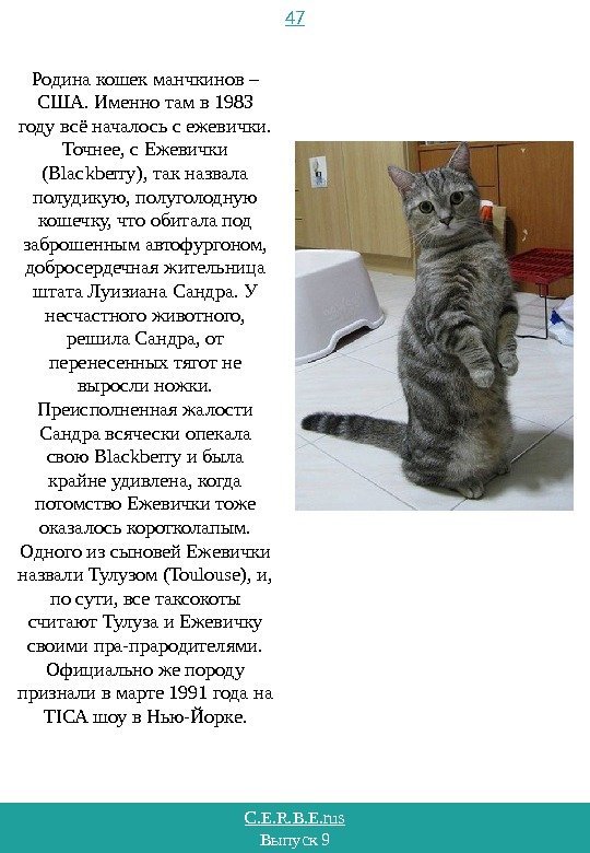 C. E. R. B. E. rus Выпуск 9 47 Родина кошек манчкинов – США.