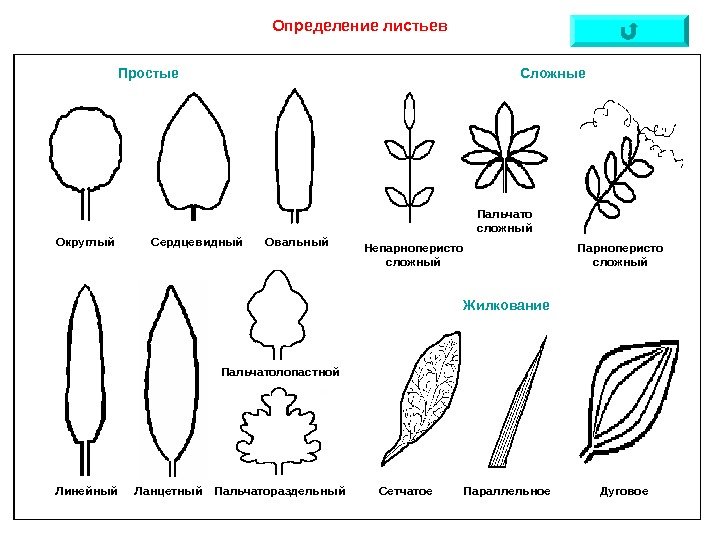   Простые Сложные. Определение листьев Округлый Сердцевидный Овальный Линейный Ланцетный Пальчатолопастной Пальчатораздельный Непарноперисто