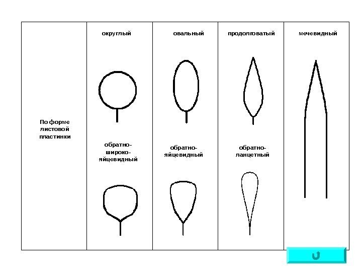   По форме листовой пластинки округлый овальный продолговатый мечевидный обратно- широко- яйцевидный обратно-