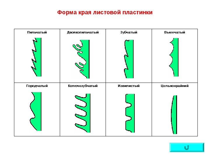   Пильчатый Двоякопильчатый Зубчатый Выемчатый Городчатый Колючезубчатый Извилистый Цельнокрайний. Форма края листовой пластинки