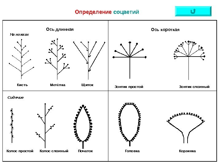   Определение  соцветий Ось длинная На ножках Сидячие Кисть Метёлка Щиток Ось