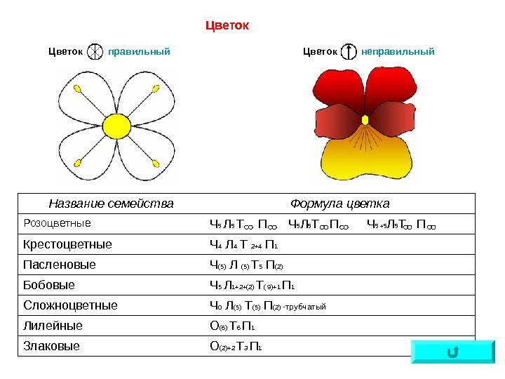 Схема правильного цветка