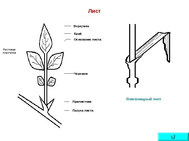   Лист Верхушка Край Основание листа Черешок Прилистник Пазуха листа. Листовая пластинка Влагалищный