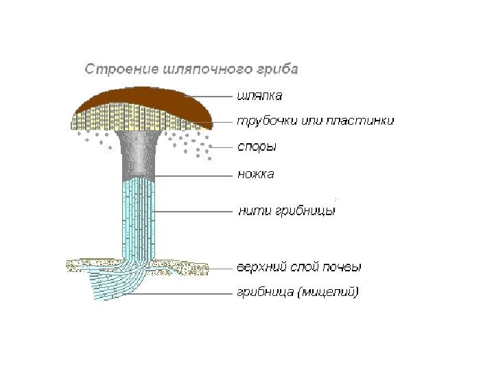 Схема строения гриба