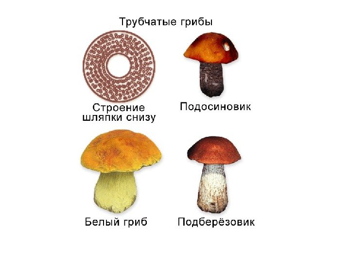 Шляпочные грибы водоросли. Шляпочные грибы строение трубчатые. Шляпочные грибы классификация. Типы шляпочных грибов схема. Трубчатые и пластинчатые грибы схема.