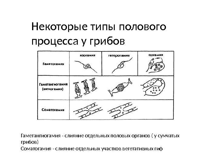 Тип некоторого. Типы полового процесса у грибов. У грибов встречаются формы полового процесса. Основные типы полового процесса у грибов:. Типы полового процесса низших грибов.