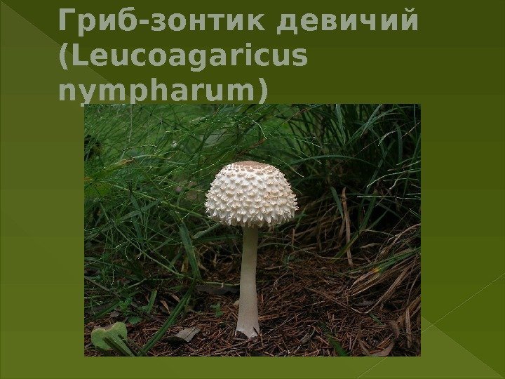 Гриб-зонтик девичий (Leucoagaricus nympharum) 