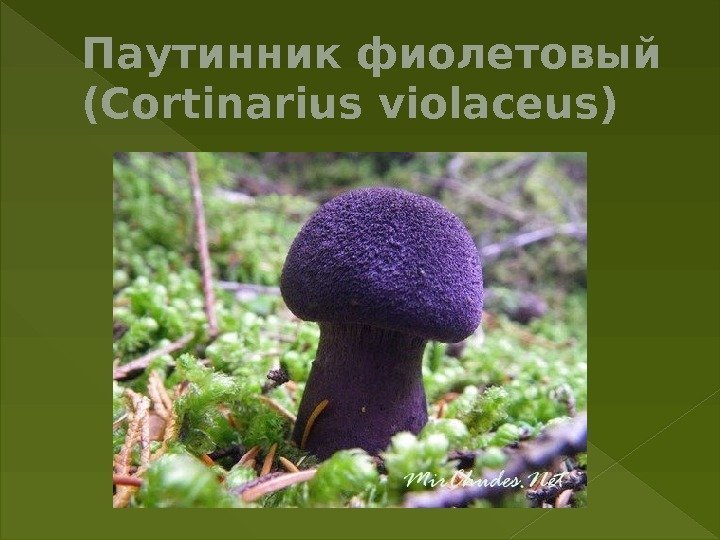 Паутинникфиолетовый (Cortinarius violaceus) 
