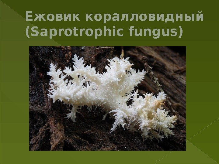 Ежовик коралловидный (Saprotrophic fungus) 
