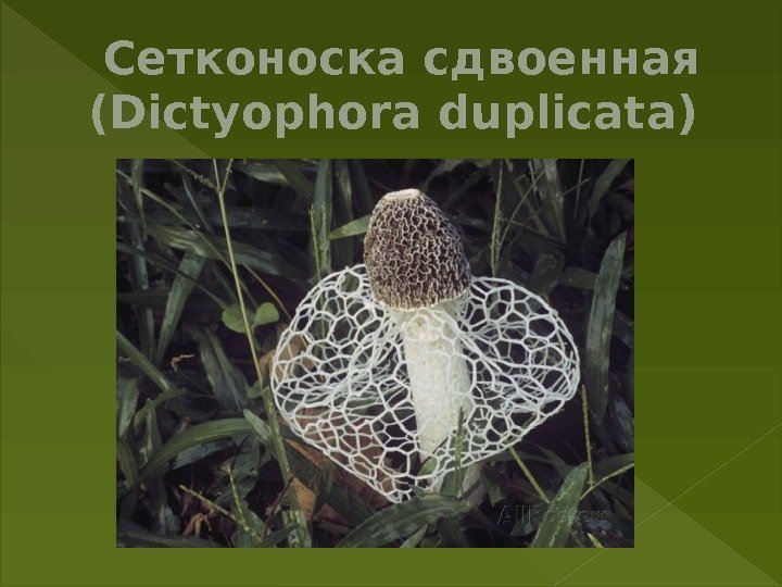  Сетконоскасдвоенная (Dictyophoraduplicata) 