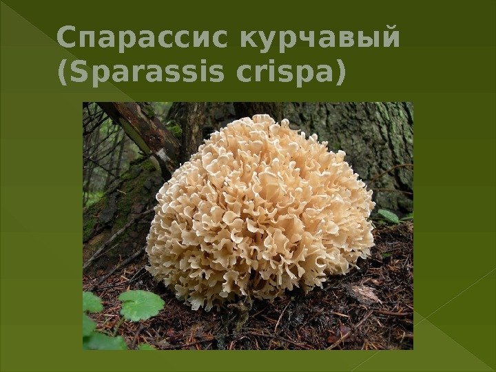 Спарассис курчавый (Sparassiscrispa) 