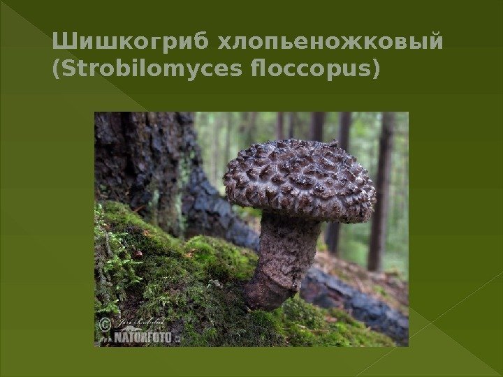 Шишкогрибхлопьеножковый (Strobilomyces floccopus) 