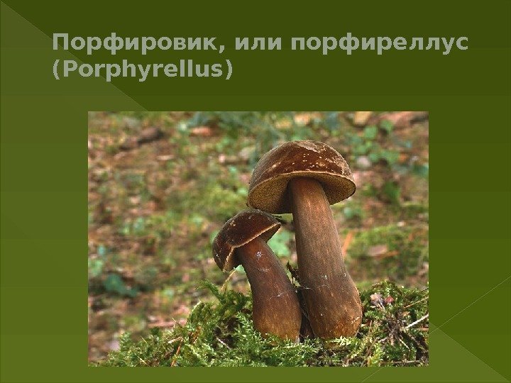 Порфировик, или порфиреллус (Porphyrellus) 