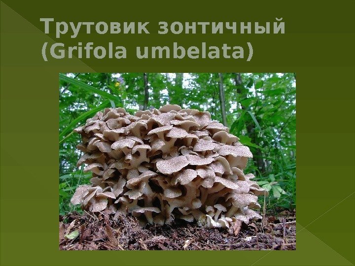 Трутовик зонтичный (Grifola umbelata) 