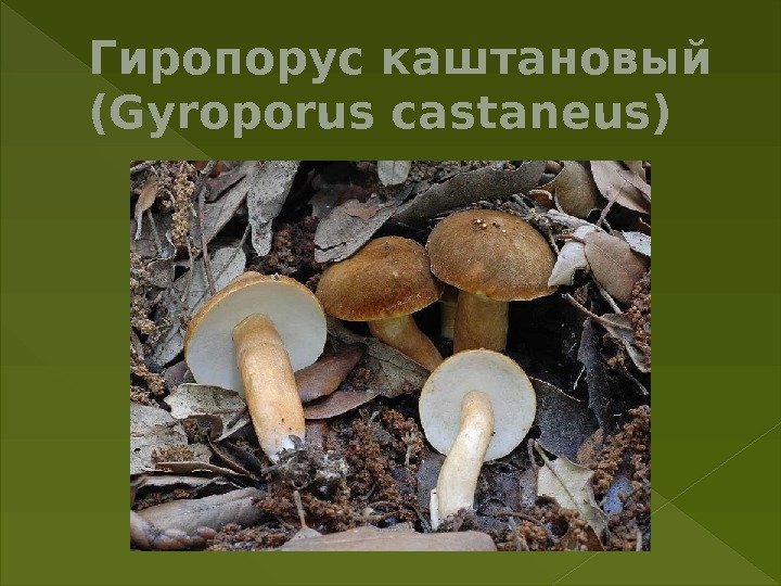 Гиропорус каштановый (Gyroporus castaneus) 