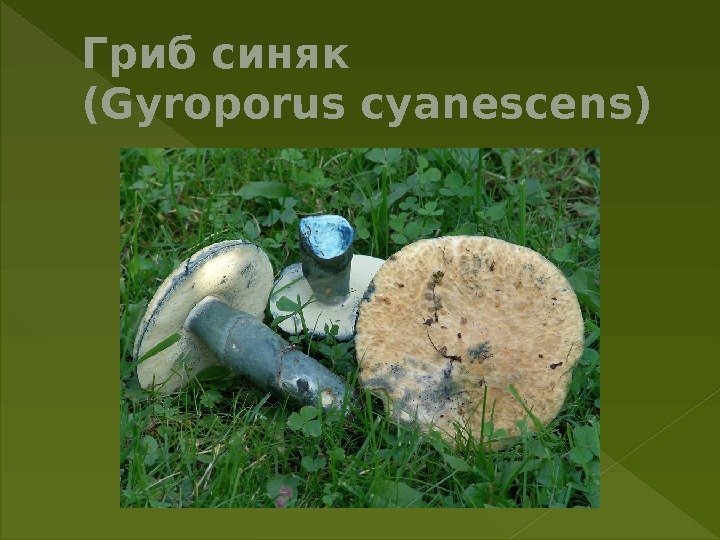Гриб синяк (Gyroporus cyanescens) 