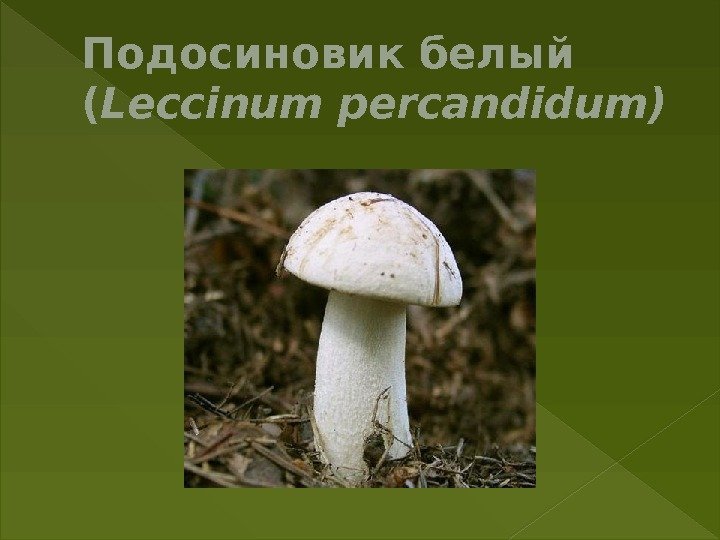 Подосиновик белый ( Leccinum percandidum) 
