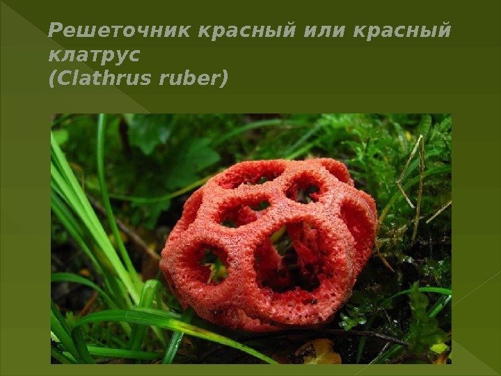 Решеточник красный или красный клатрус (Clathrus ruber) 
