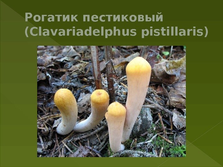 Рогатик пестиковый (Clavariadelphus pistillaris) 