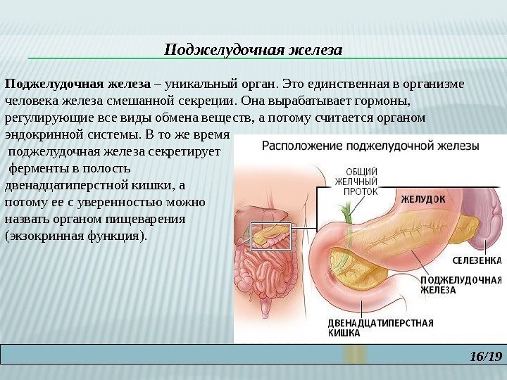 16/19 Поджелудочная железа – уникальный орган. Это единственная в организме человека железа смешанной секреции.
