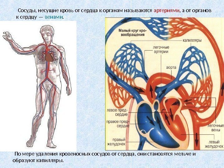  Сосуды, несущие кровь от сердца к органам называются артериями , а от органов