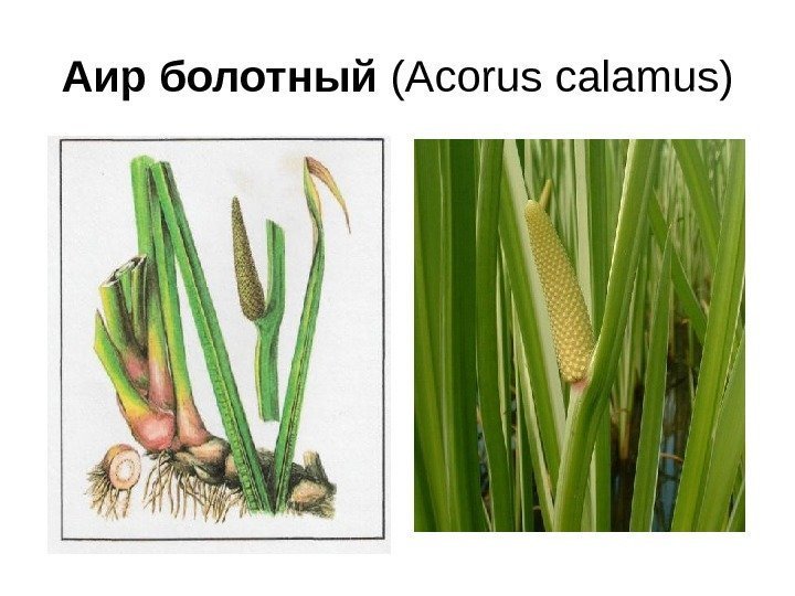 Аир болотный ( Acorus calamus ) 