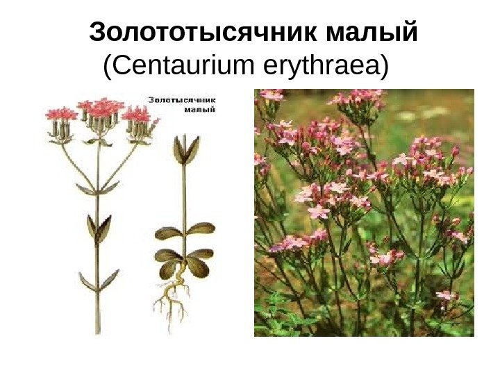  Золототысячник малый  (Centaurium erythraea) 