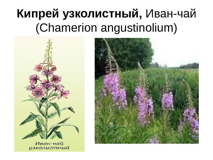 Кипрей узколистный,  Иван-чай ( Chamerion angustinolium) 