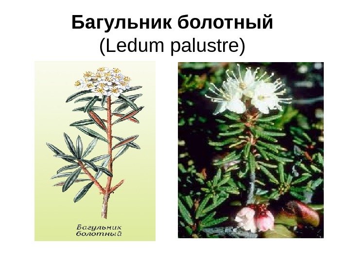 Багульник болотный (Ledum palustre) 