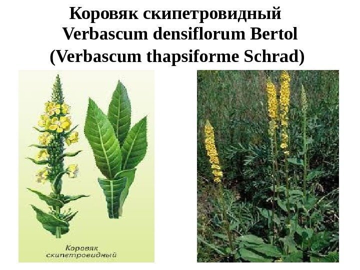 Коровяк скипетровидный  Verbascum densiflorum Bertol (Verbascum thapsiforme Schrad)  