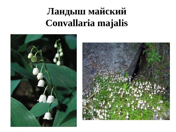 Ландыш майский Convallaria majalis  