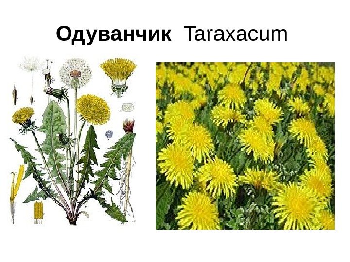 Одуванчик  Taraxacum 