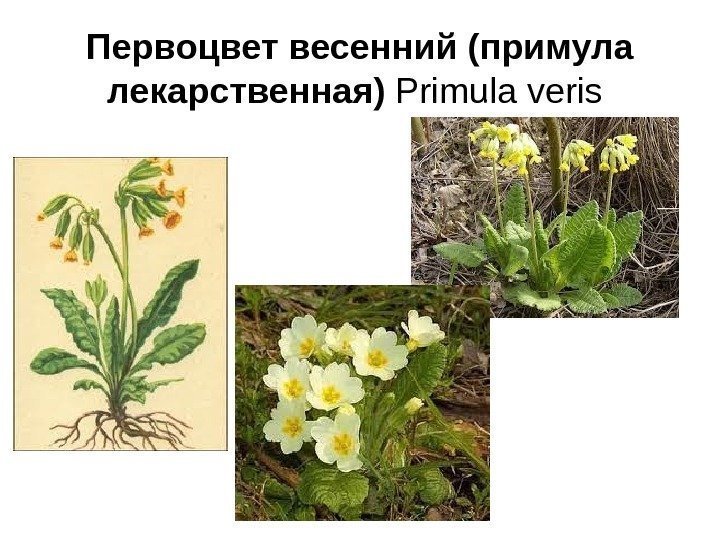 Первоцвет весенний (примула лекарственная) Primula veris 