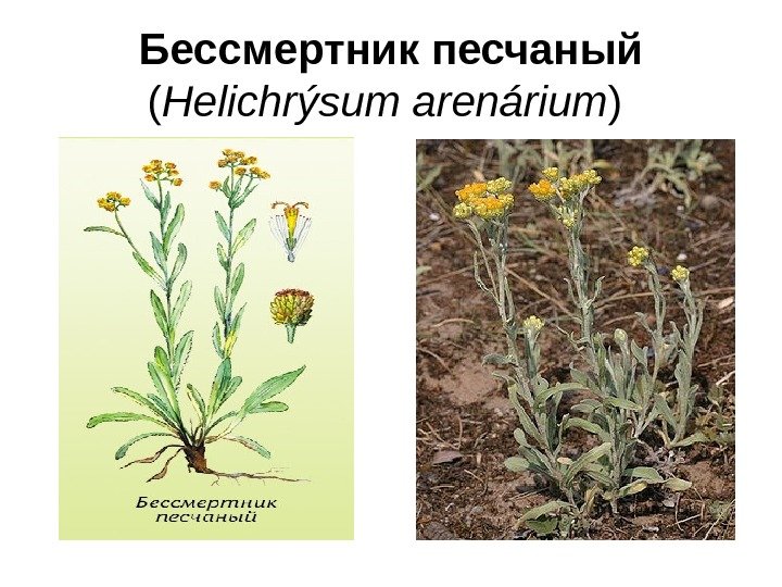 Бессмертник песчаный ( Helichrýsum arenárium ) 