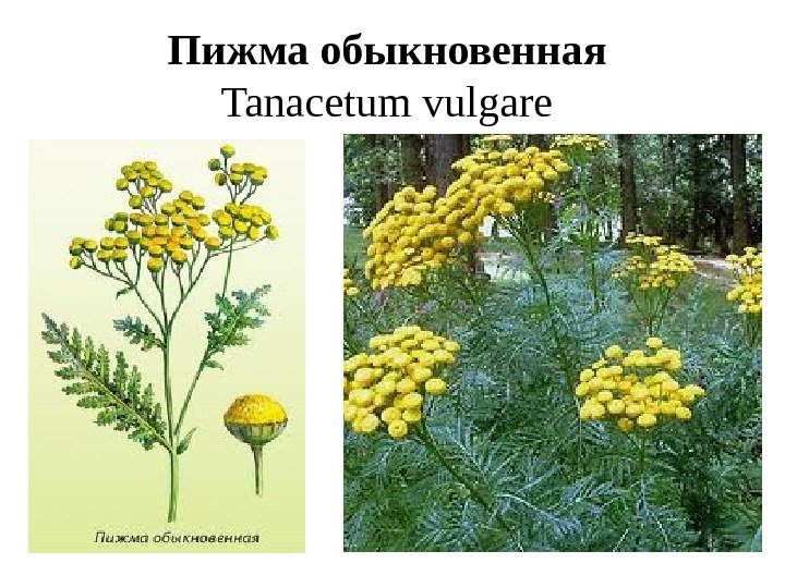 Пижма обыкновенная Tanacetum vulgare 