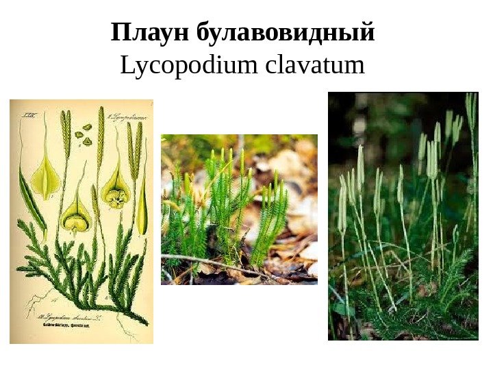 Плаун булавовидный Lycopodium clavatum  