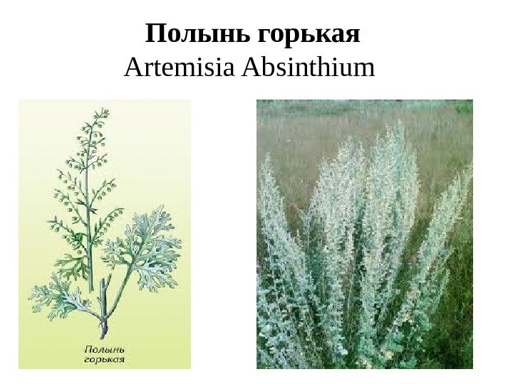 Полынь горькая  Artemisia Absinthium  