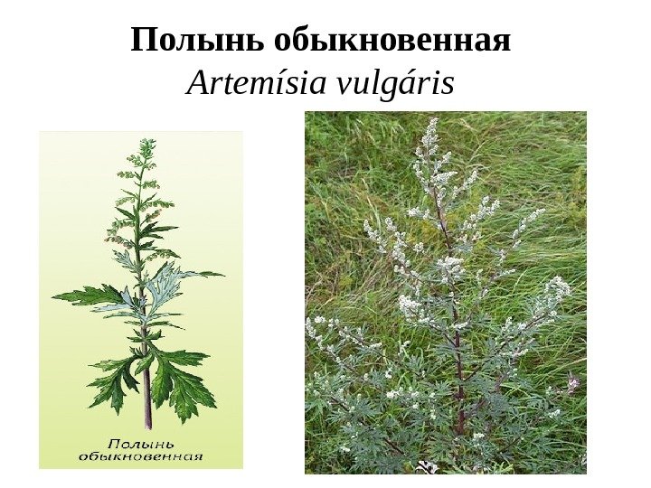 Полынь обыкновенная Artemísia vulgáris  