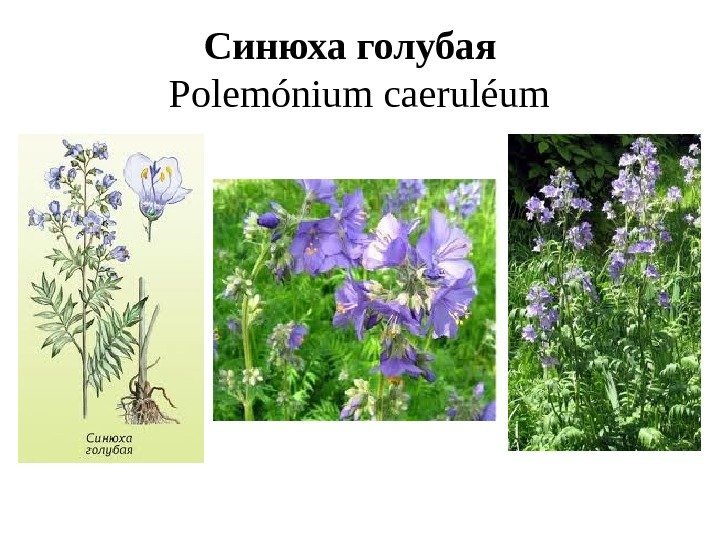 Синюха голубая  Polemónium caeruléum  