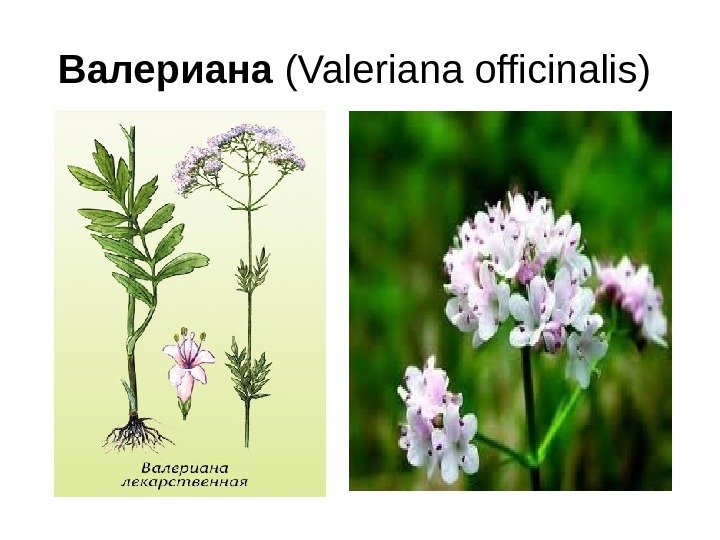Валериана (Valeriana officinalis) 