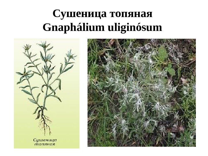 Сушеница топяная  Gnaphálium uliginósum  
