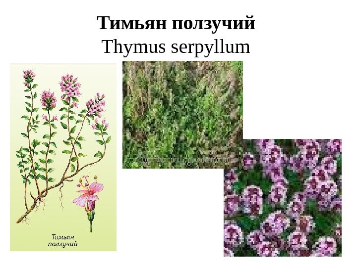 Тимьян ползучий  Thymus serpyllum  