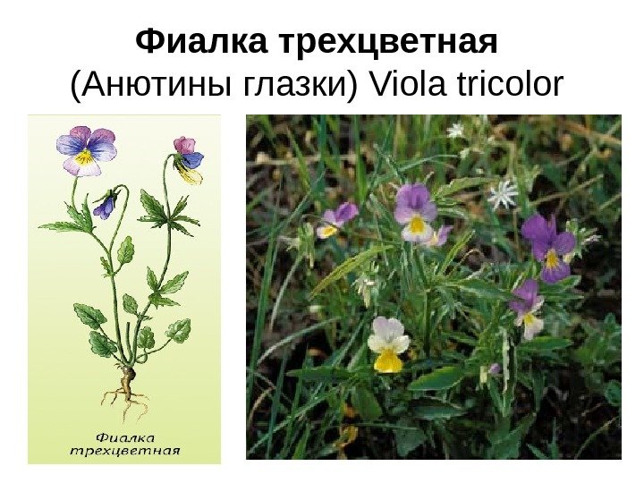 Фиалка трехцветная  (Анютины глазки) Viola tricolor 