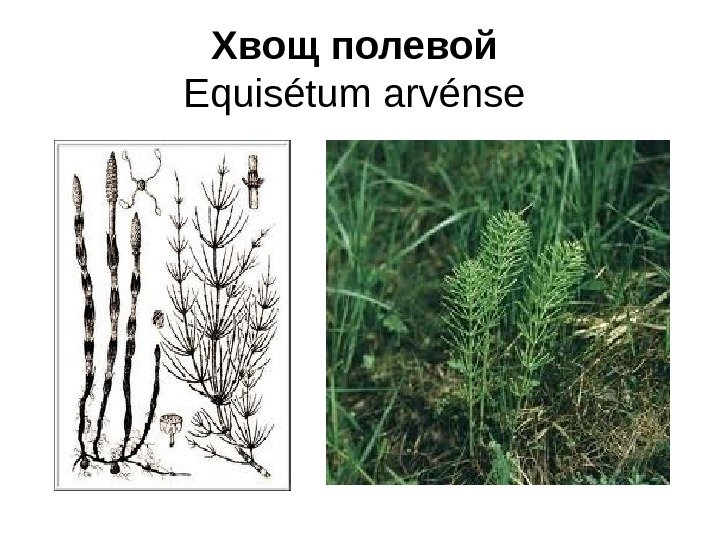 Хвощ полевой группа организмов. Хвощ полевой - Equisétum arvénse. Хвощ полевой строение. Хвощ полевой корень. Строение хвоща.