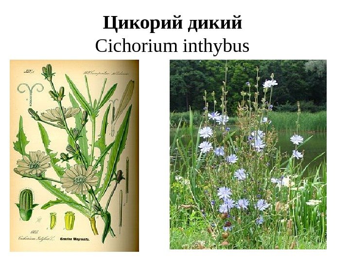 Цикорий дикий  Cichorium inthybus  