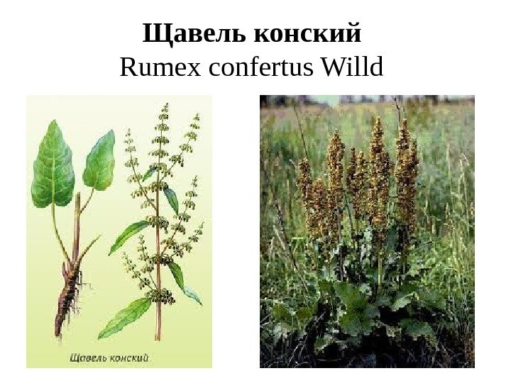 Щавель конский  Rumex confertus Willd  