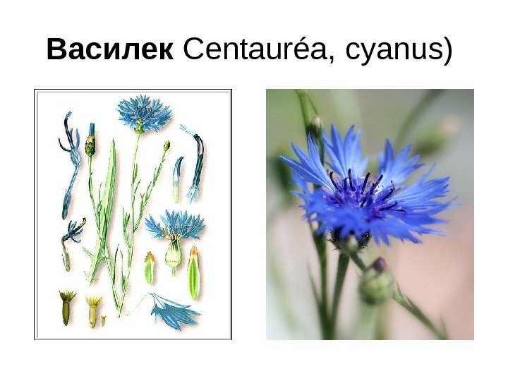 Василек Centauréa,  cyanus ) 